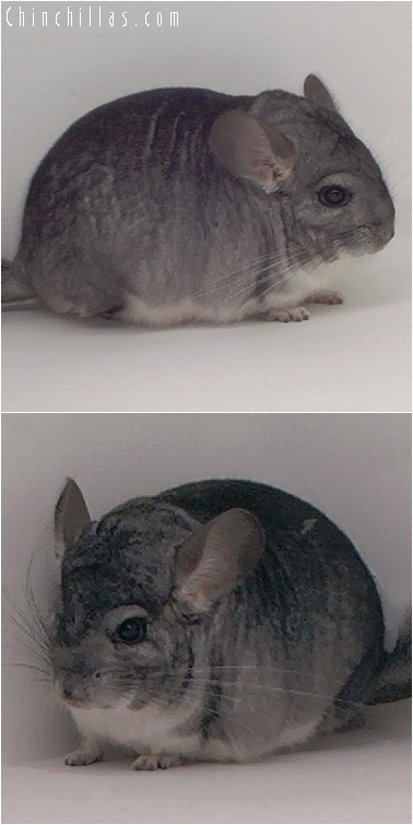 4199 Standard ( Sapphire Carrier ) Male Chinchilla