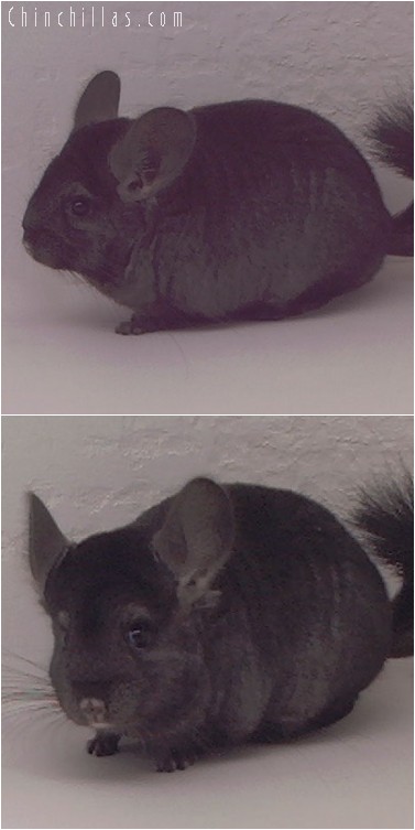 4231 Ebony ( Violet Carrier ) Female Chinchilla