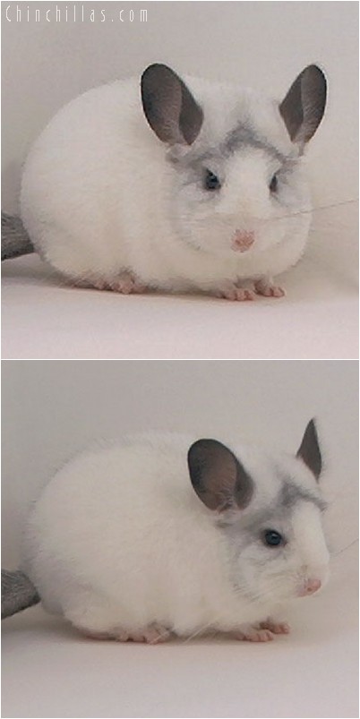 4234 Premium Production Quality White Mosaic Female Chinchilla