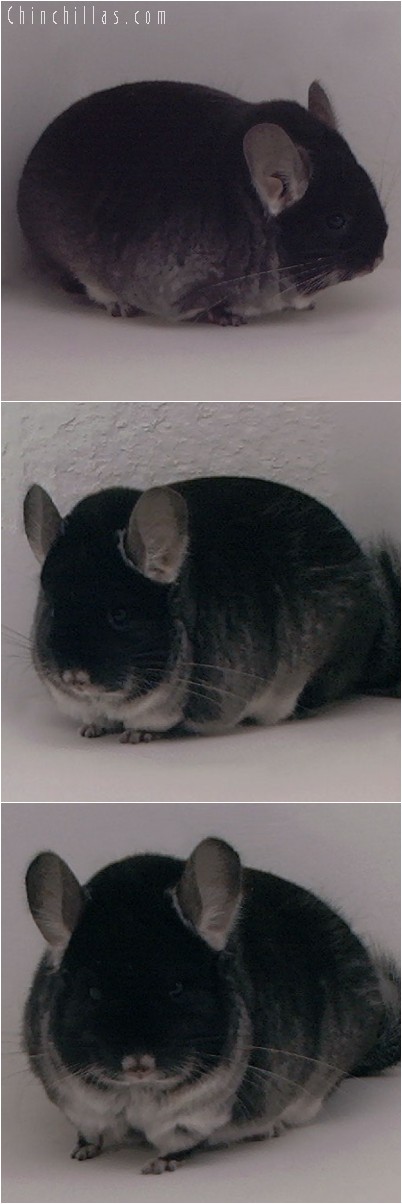 4198 Extra Large Black Velvet Male Chinchilla