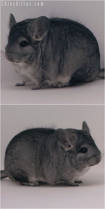 4212 Large Show Quality Standard Female Chinchilla