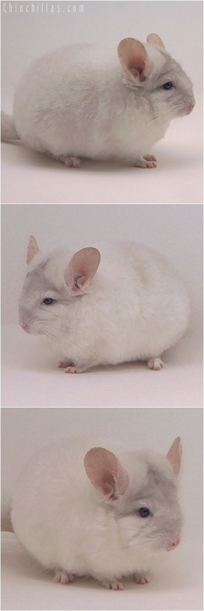 4230 Premium Production Quality Pink White Female Chinchilla