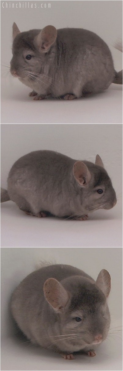 4238 Top Show Quality Tan Male Chinchilla