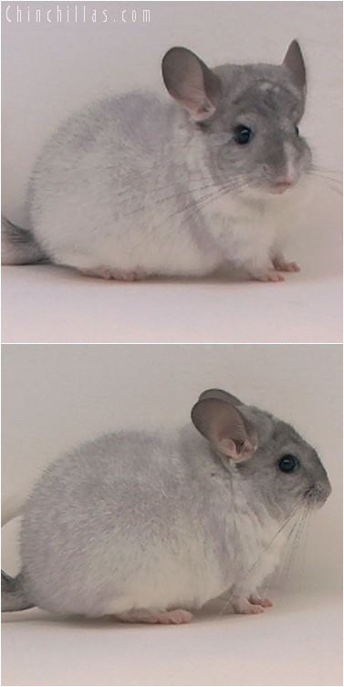 4122 Show Quality Silver Mosaic Female Chinchilla