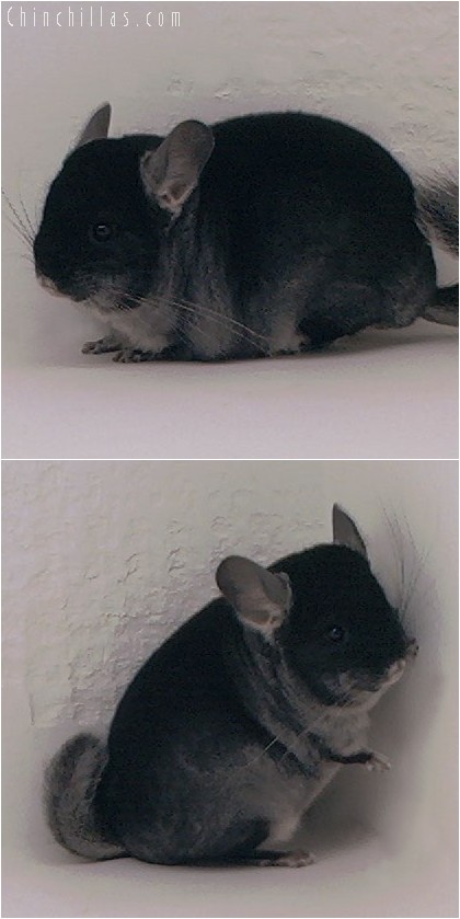 4019 Large Show Quality Black Velvet Female Chinchilla