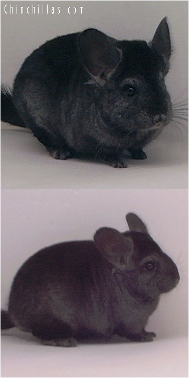 4172 Ebony Female Chinchilla