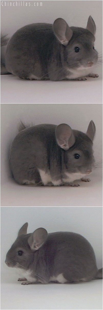 4243 Top Show Quality Violet Female Chinchilla