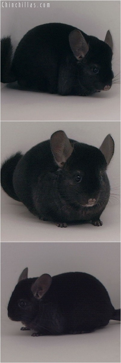 4244 Show Quality Ebony Female Chinchilla