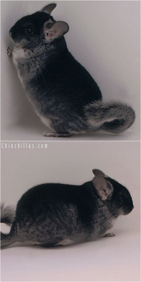 4107 Large Show Quality Black Velvet Male Chinchilla