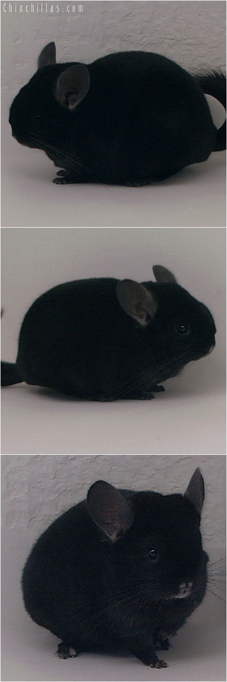 4240 Brevi - type Show Quality Ebony Male Chinchilla