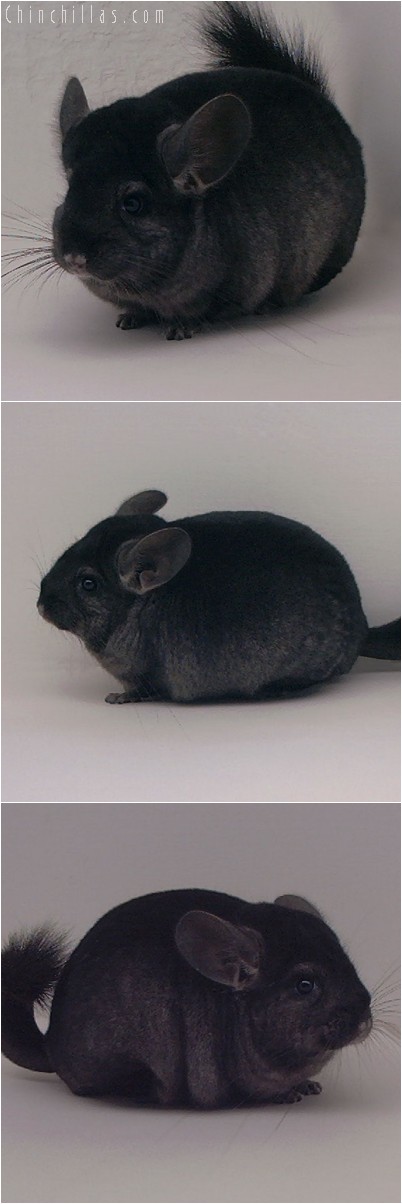 4242 Show Quality Ebony Female Chinchilla