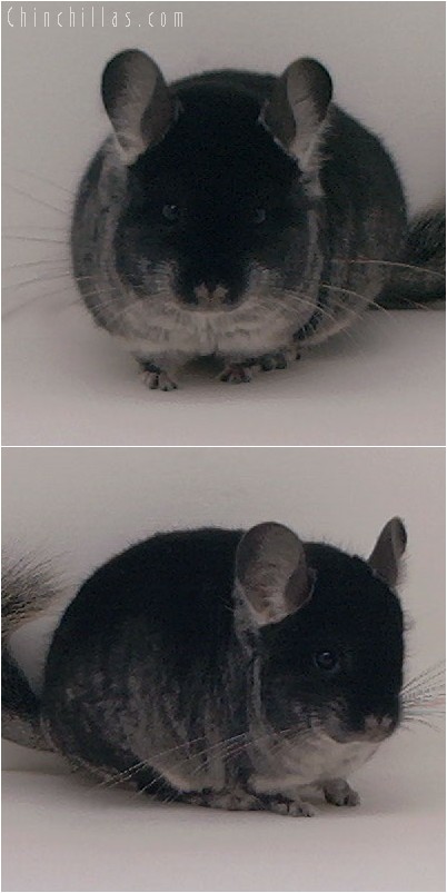 4246 Showable Black Velvet Male Chinchilla