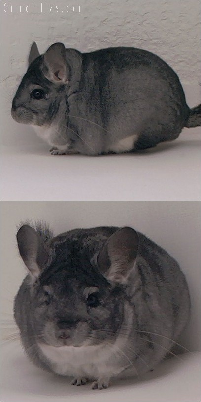 4154 Show Quality Blocky Standard Female Chinchilla