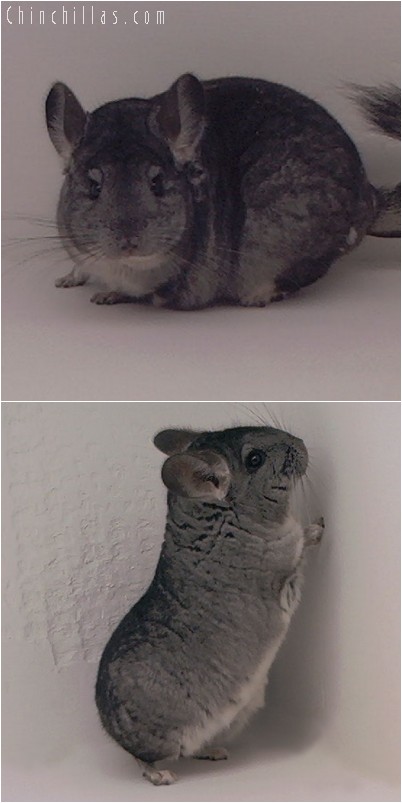 4248 Large Top Show Quality Standard Female Chinchilla