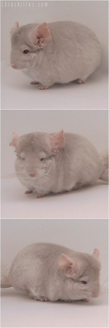 4252 Homozygous Beige Female Chinchilla