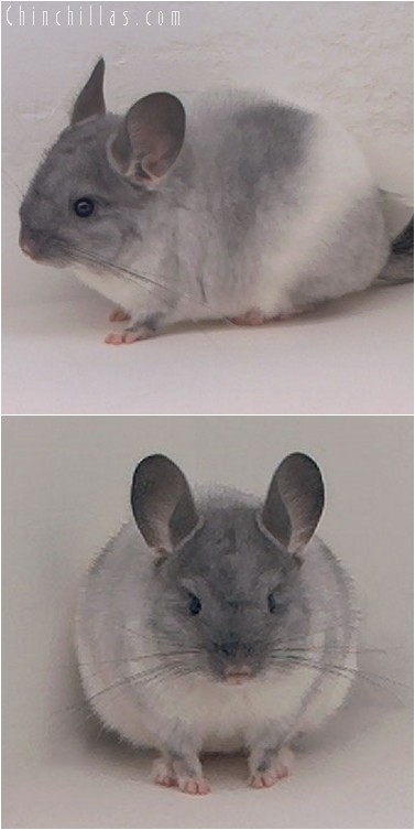 4225 TOV White Male Chinchilla