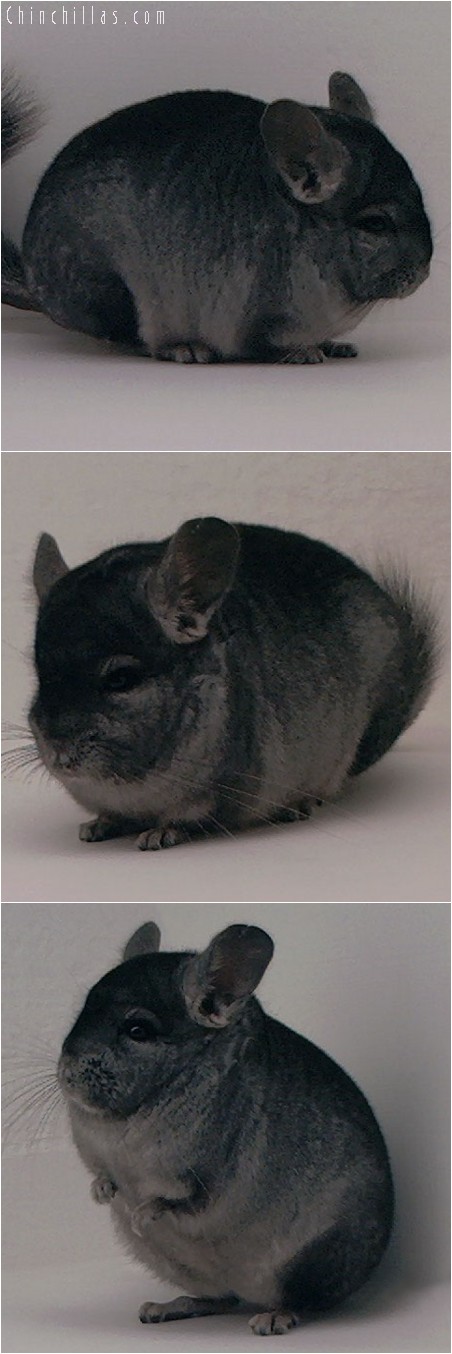 4091 Show Quality Hetero Ebony Male Chinchilla