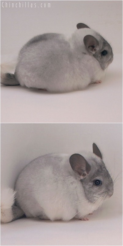 4258 Top Show Quality White Mosaic Male Chinchilla