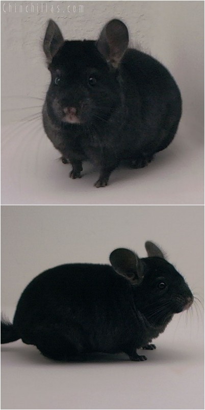 4257 Show Quality Ebony Male Chinchilla