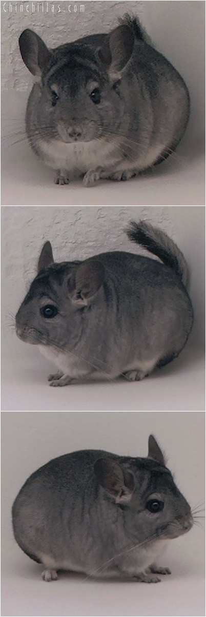 4232 Show Quality Standard ( Sapphire Carrier ) Female Chinchilla