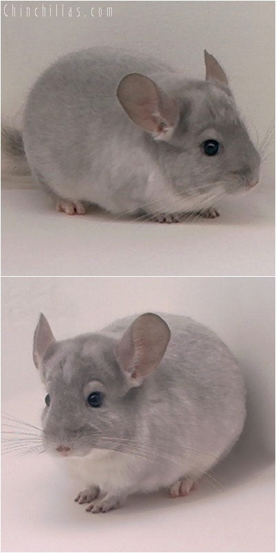 4251 White and Violet Mosaic Male Chinchilla