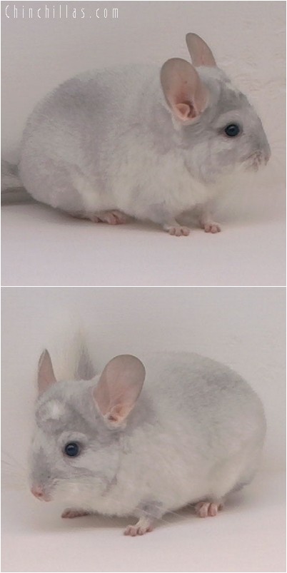 4262 Sapphire & White Mosaic Female Chinchilla