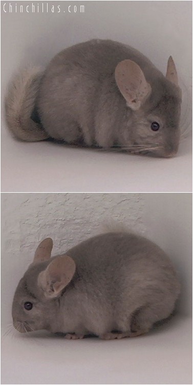 4236 Tan / Pastel Female Chinchilla