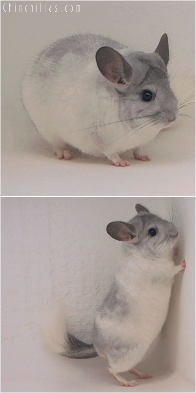 4241 Large Show Quality White Mosaic Male Chinchilla