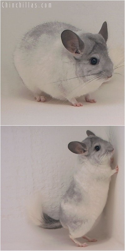 4241 Large Show Quality White Mosaic Male Chinchilla