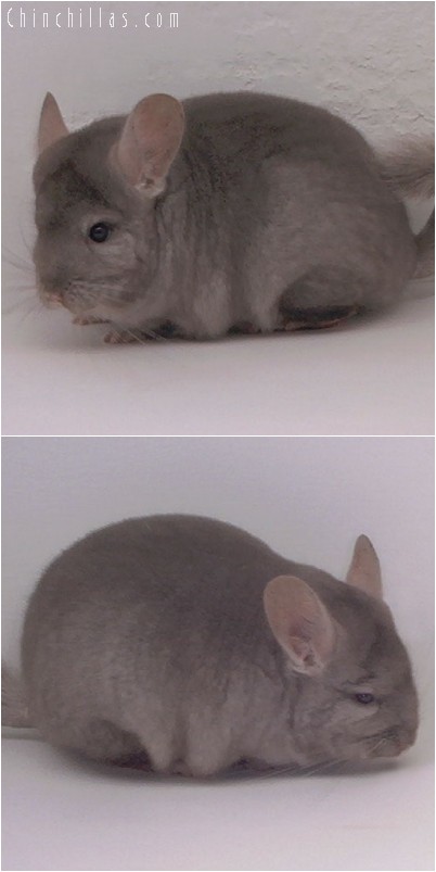 4203 Show Quality Tan Female Chinchilla