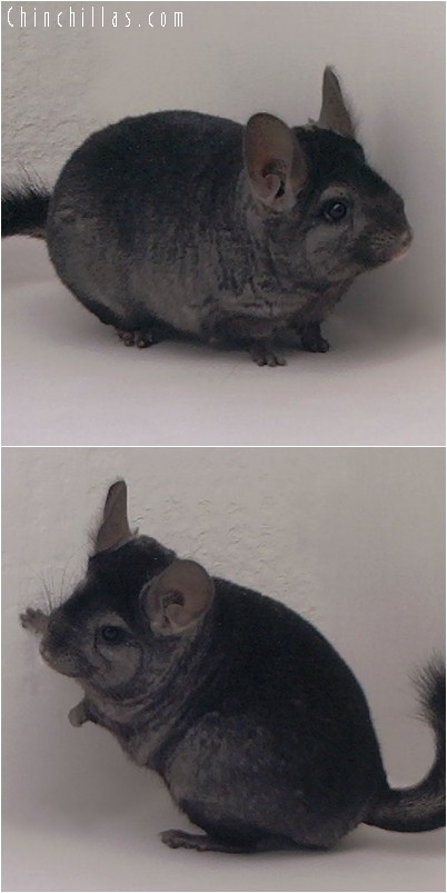 4260 Showable Ebony Female Chinchilla