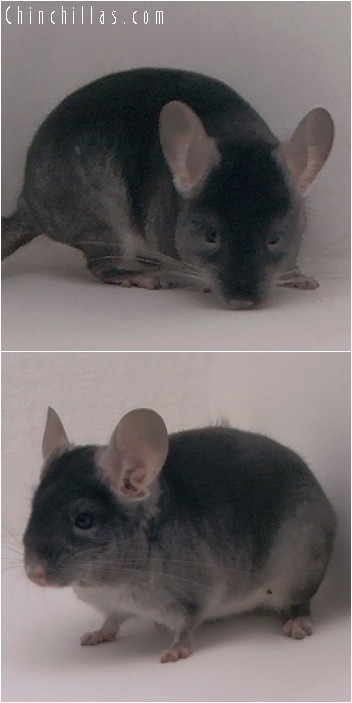 4165 Rare TOV Sapphire ( Ebony Carrier ) Male Chinchilla