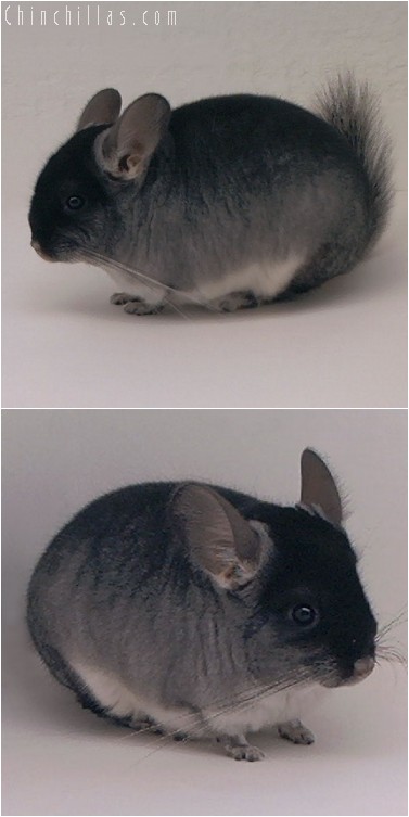 4235 Black Velvet ( Sapphire Carrier ) Female Chinchilla