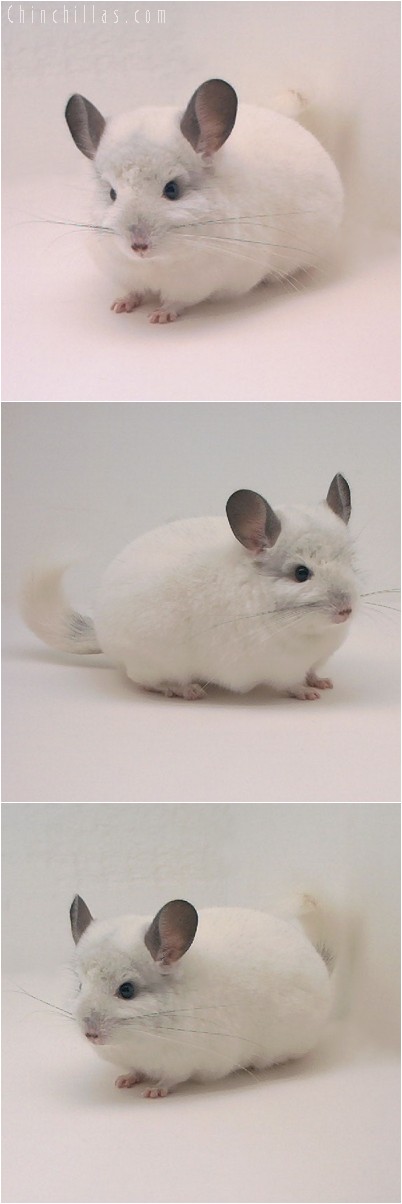 4273 Mini White Male Chinchilla