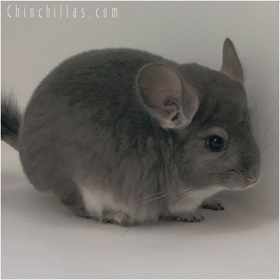 4266 Top Show Quality Violet Male Chinchilla