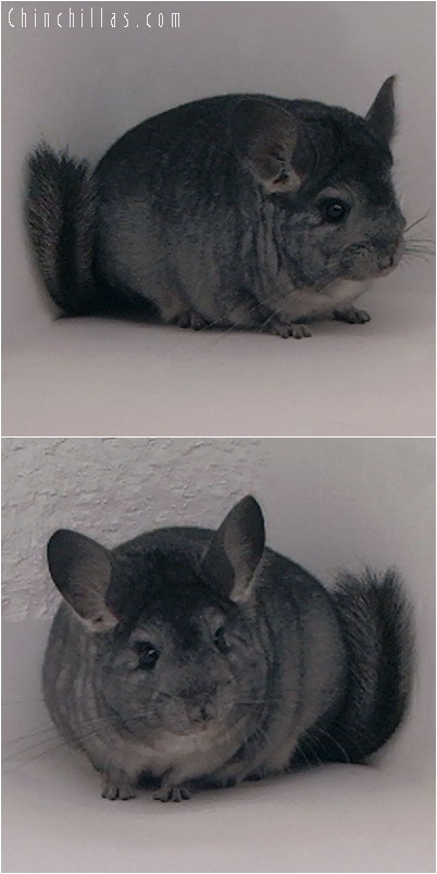 4229 Top Show Quality Standard ( Ebony Carrier ) Female Chinchilla