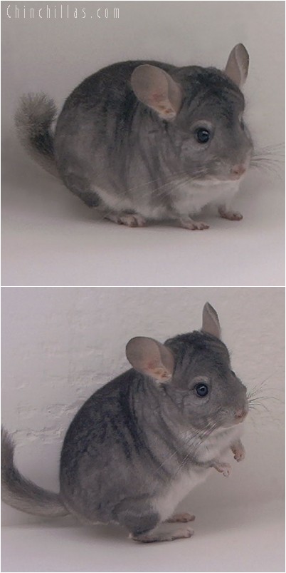 4254 Show Quality Sapphire Male Chinchilla