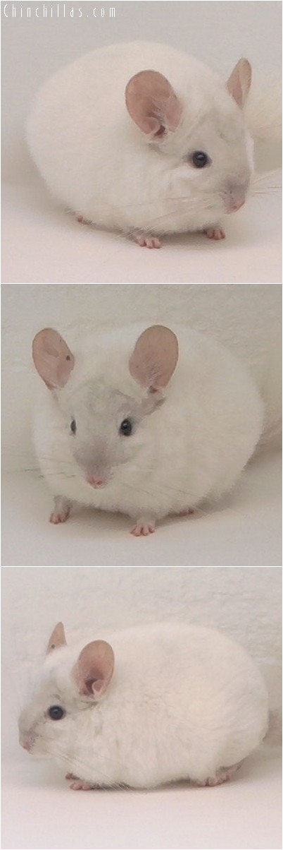 4272 Show Quality Pink White Male Chinchilla