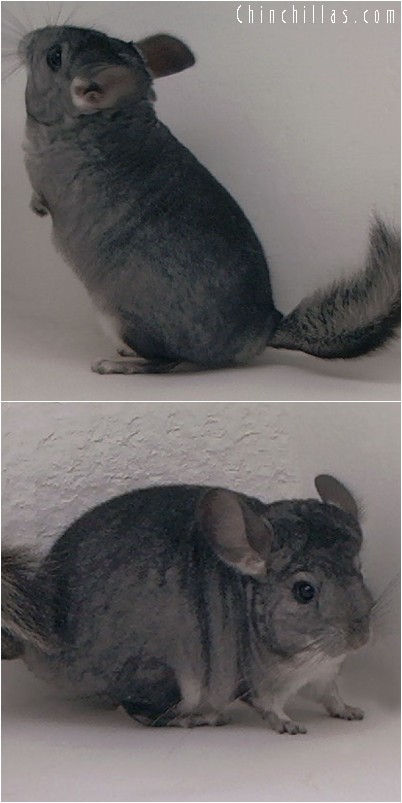 4245 Showable Standard ( Violet Carrier ) Female Chinchilla