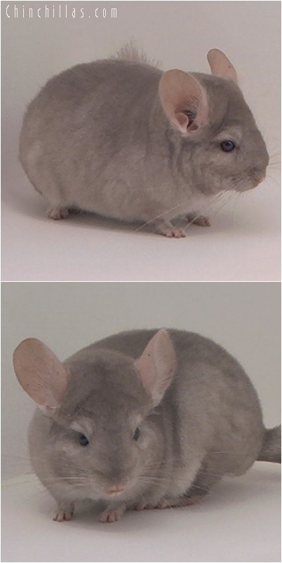 4180 Beige ( Violet Carrier ) Male Chinchilla