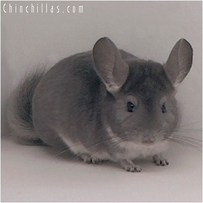 4192 Show Quality Violet Female Chinchilla