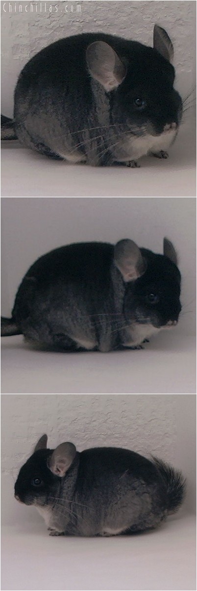 4281 Showable Black Velvet Female Chinchilla