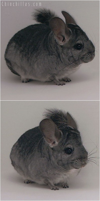 4261 Standard ( Violet Carrier ) Female Chinchilla