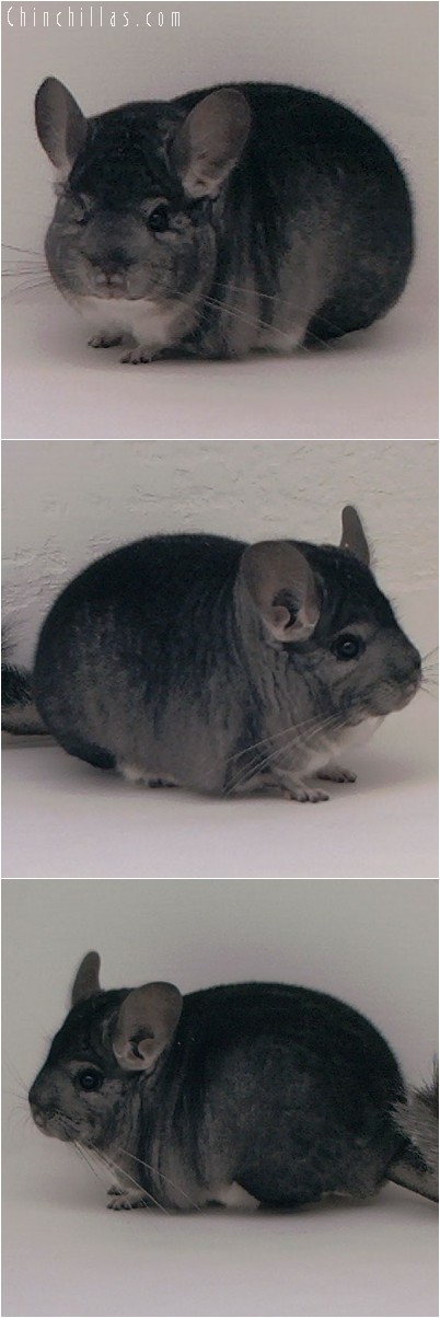 4286 Show Quality Standard Male Chinchilla