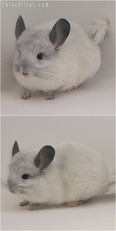 4284 Show Quality White Mosaic Male Chinchilla