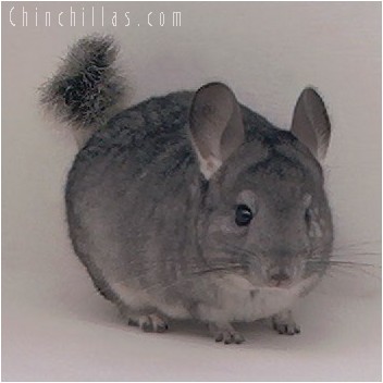 4288 Standard ( Sapphire Carrier ) Female Chinchilla