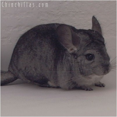 4290 Standard ( Violet Carrier ) Female Chinchilla