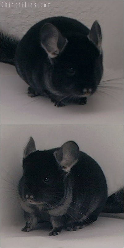 4265 Top Show Quality TOV Ebony Male Chinchilla