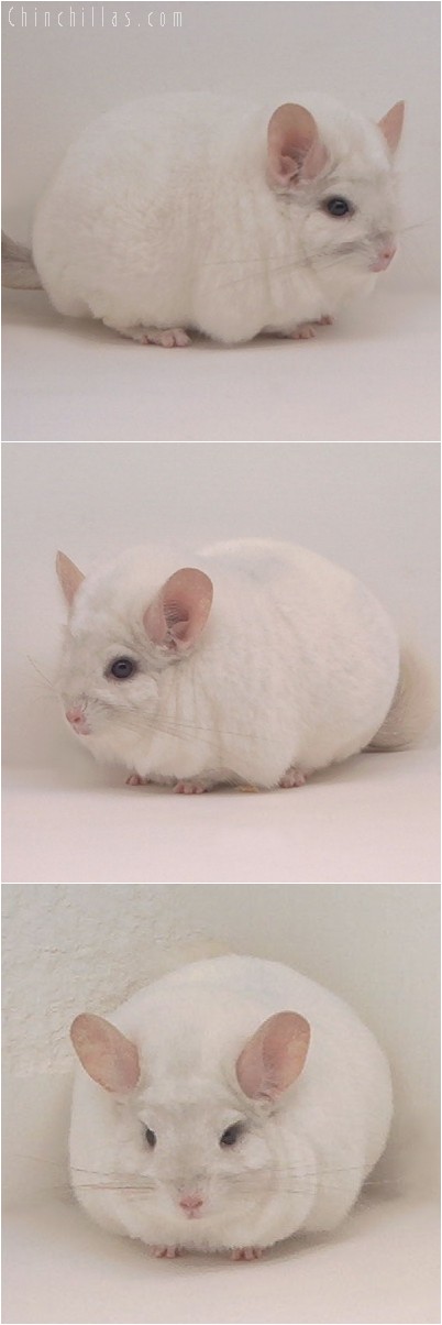 4299 Large Premium Quality Pink White Female Chinchilla