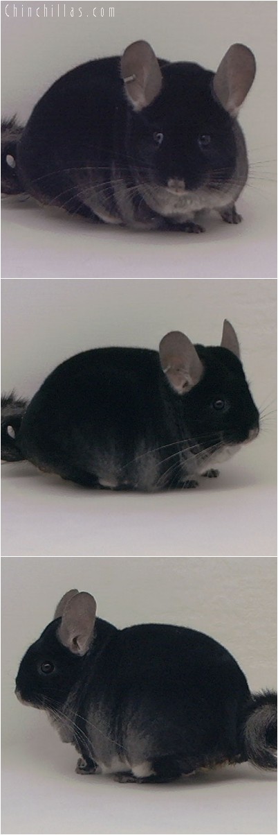 4294 Extra Large ECBC Class Champion Black Velvet Male Chinchilla